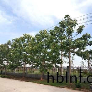 廠(chang)景圖(tu)